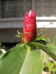 Costus woodsonii