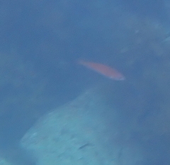 Pseudolabrus rubicundus