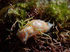 Lamprohaminoea ovalis