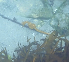 Hippocampus abdominalis