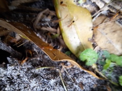 Leptomyrmex rufipes