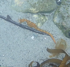 Hippocampus abdominalis