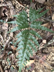 Pteris semipinnata