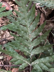 Pteris semipinnata