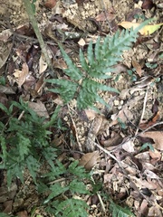 Pteris semipinnata