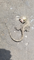 Varanus salvator bivittatus