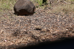 Geophaps scripta