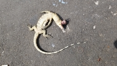 Varanus salvator bivittatus
