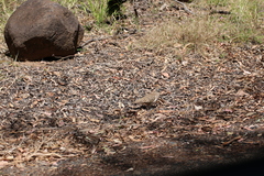 Geophaps scripta