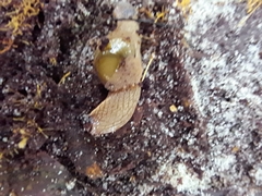 Helicarionidae
