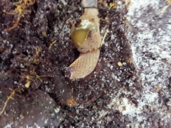 Helicarionidae