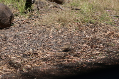 Geophaps scripta