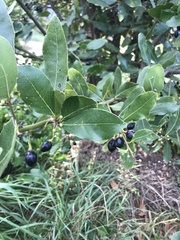 Laurus nobilis