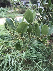 Laurus nobilis