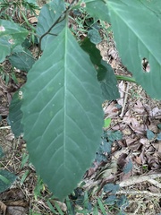 Maesa perlaria formosana