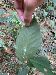 Maesa perlaria formosana