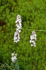 Dactylorhiza maculata