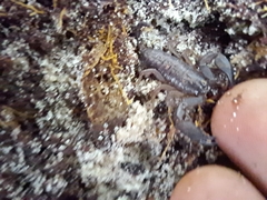 Hormurus
