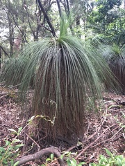 Xanthorrhoea johnsonii