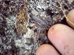 Hormurus