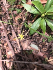 Tricoryne anceps