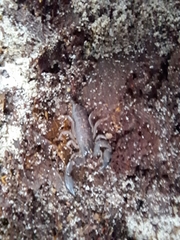 Hormurus
