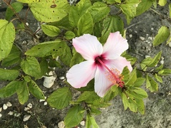 Hibiscus rosa-sinensis