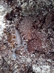 Hormurus