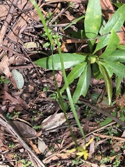 Tricoryne anceps