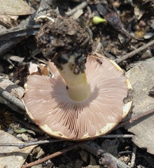 Agaricus diminutivus