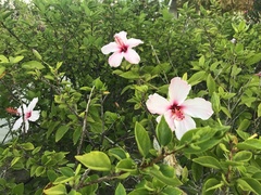 Hibiscus rosa-sinensis