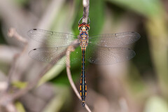 Hemicordulia continentalis