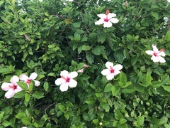 Hibiscus rosa-sinensis