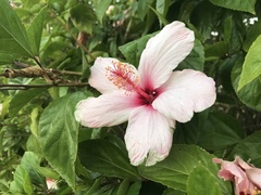 Hibiscus rosa-sinensis