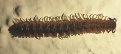 Polydesmus angustus