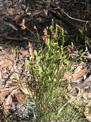 Schizaea bifida