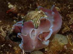 Hydatina physis