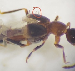 Staphylinidae