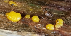 Dacrymyces stillatus