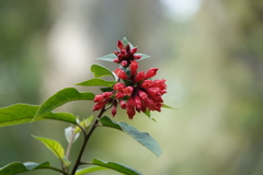 Cestrum elegans