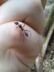 Myrmecia nigrocincta