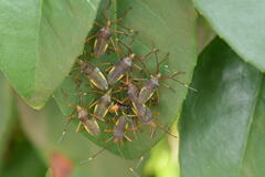 Pentatoma rufipes
