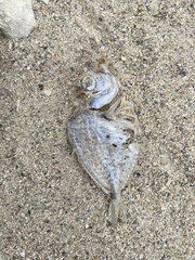 Leiognathidae