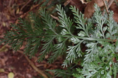 Asplenium rutifolium