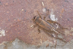 Acanthogryllus fortipes