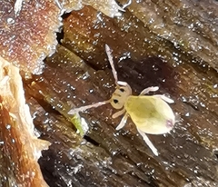 Dicyrtomina