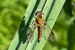 Chrysopilus