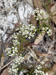 Platysace ericoides