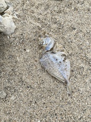 Leiognathidae