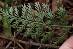 Asplenium rutifolium